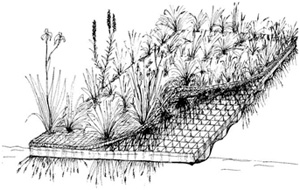 Skizze Pflanzen Schwimminsel